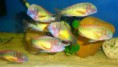 /album/tropheus-kasanga-red-rainbow/chovna1-056-jpg/